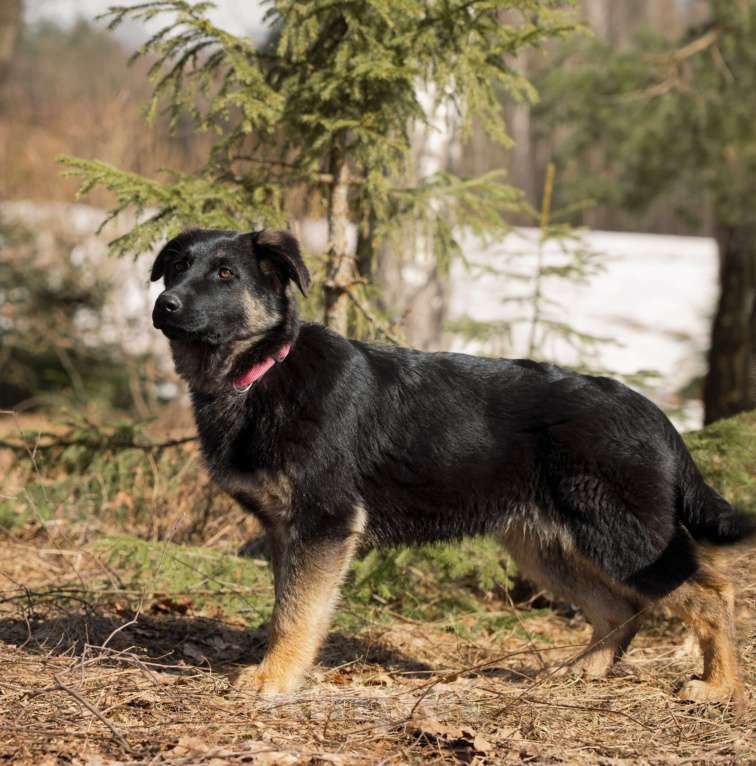 Собаки в других городах Московской области: Щенок немецкой овчарки рабочего разведения Девочка, 80 000 руб. - фото 10