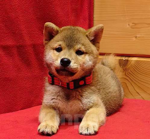 Собаки в Москве: Сиба ину - мальчик. 2 мес. Мальчик, 50 000 руб. - фото 4
