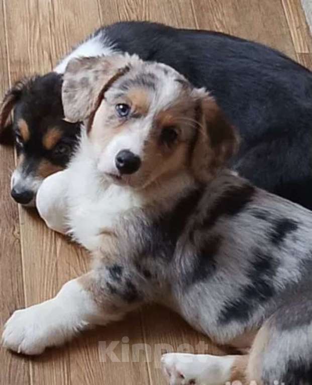 Собаки в Касли: Вельш-Корги Кардиган Разнополые, Бесплатно - фото 5