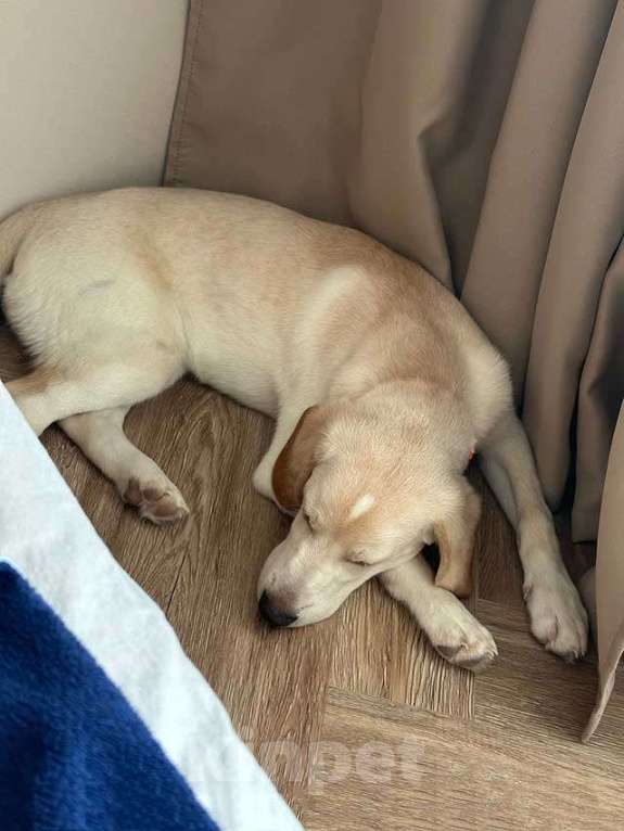 Собаки в Рязани: Ищет дом Баки — солнечный щенок, метис бигля  Мальчик, 10 руб. - фото 5