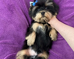 Собаки в Москве: Яркий йорк мальчик стандарт бэби фейс Мальчик, 39 000 руб. - фото 7