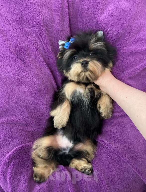 Собаки в Москве: Яркий йорк мальчик стандарт бэби фейс Мальчик, 39 000 руб. - фото 7