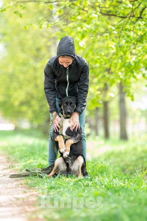 Собаки в Москве: Щенок в дар  Мальчик, Бесплатно - фото 2