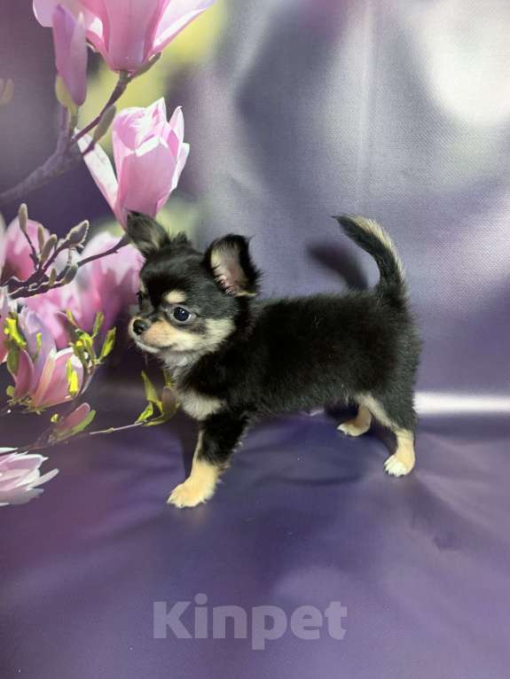 Собаки в Москве: Щенок чихуахуа, мальчик, длиношерстный.  Мальчик, 65 000 руб. - фото 6