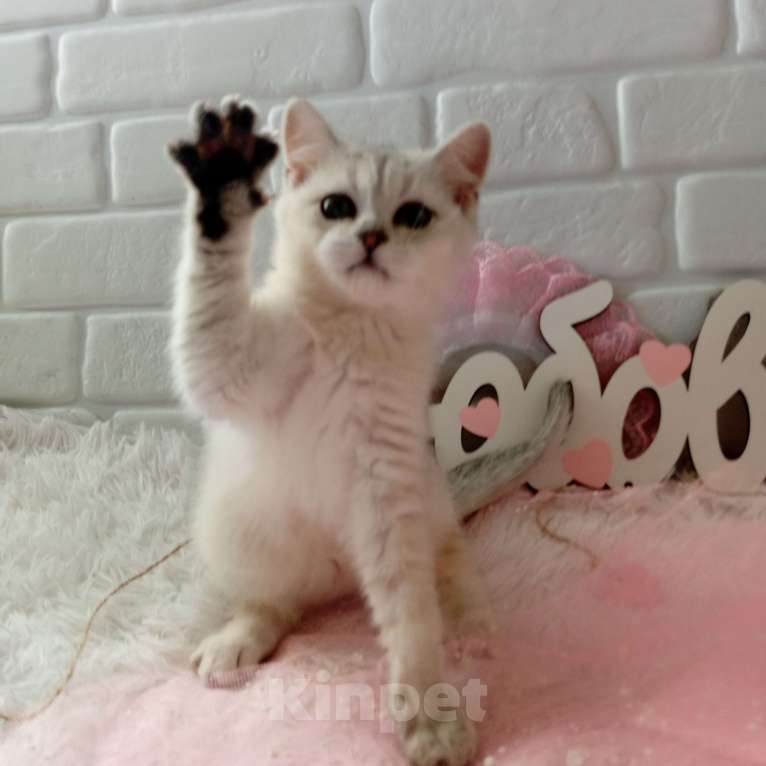 Кошки в Брянске: Снежная королева серебристая кошечка Девочка, 15 000 руб. - фото 5