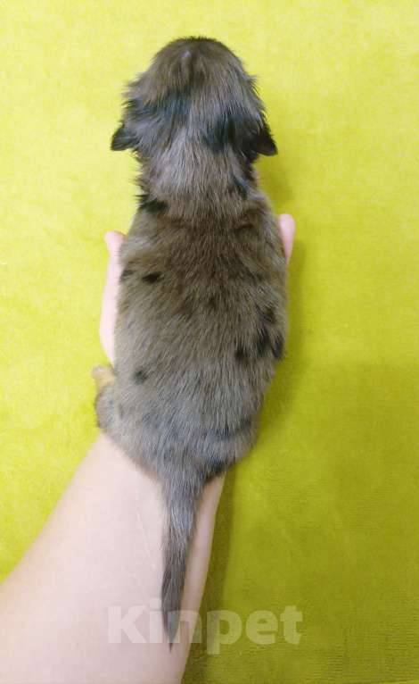 Собаки в Санкт-Петербурге: Кроличья мраморная такса длш Девочка, Бесплатно - фото 3