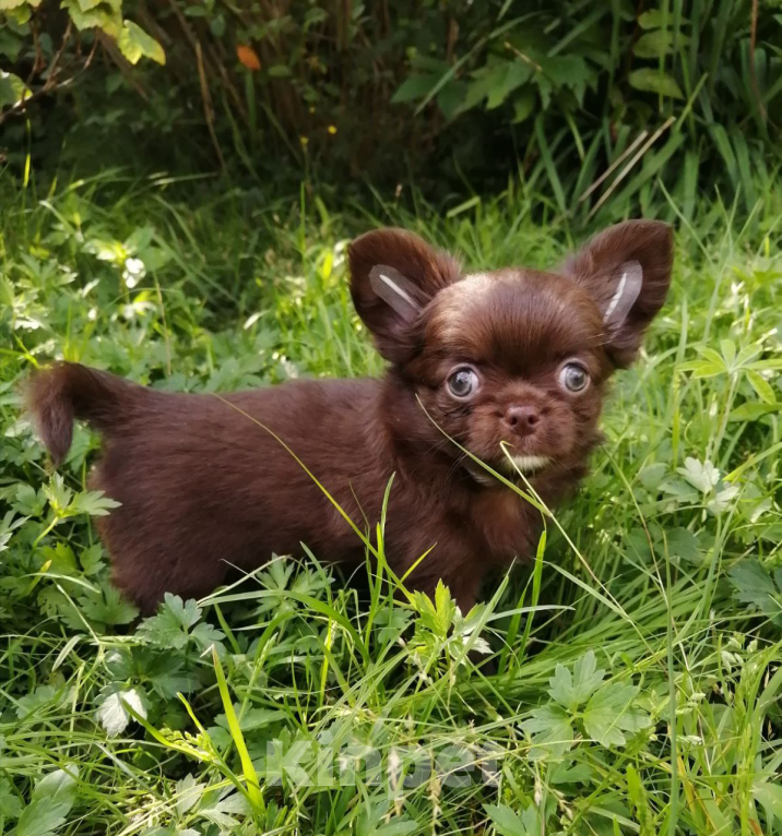Собаки в Санкт-Петербурге: Чихуахуа дш Мальчик, 35 000 руб. - фото 2