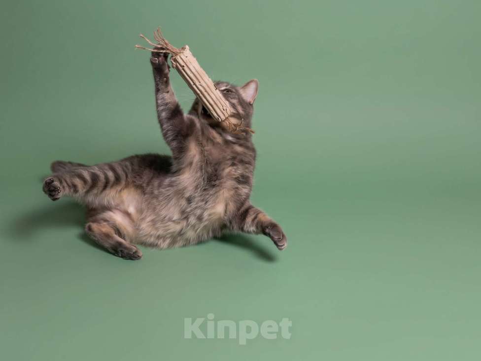 Кошки в Королеве: кот Дымок в поисках дома Мальчик, Бесплатно - фото 4