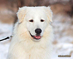 Собаки в Красноярске: Вязка, 35 000 руб. - фото 4