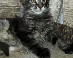 Кошки в Кашине: Котёнок полидакт, 1 руб. - фото 6