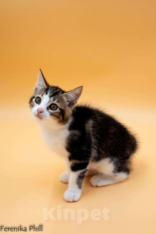 Кошки в Хабаровске: Котёнок Курильского Бобтейла Ференика Фил ЛЕВАЙ  Мальчик, 40 000 руб. - фото 7