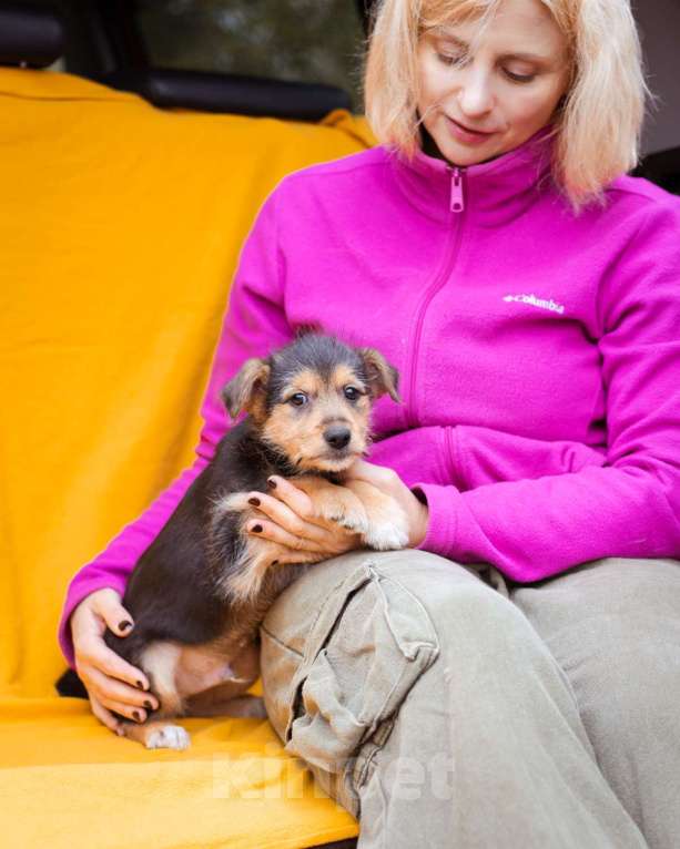 Собаки в Москве: Маленький щенок в добрые  руки Мальчик, Бесплатно - фото 4