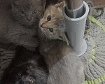 Кошки в Санкт-Петербурге: Монастырские котята в добрые руки! Девочка, Бесплатно - фото 2
