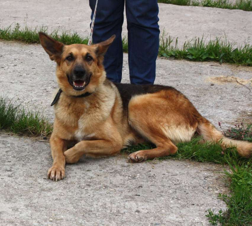 Собаки в Москве: Молодая, верная собака Герда ждет своего человека! Девочка, Бесплатно - фото 3