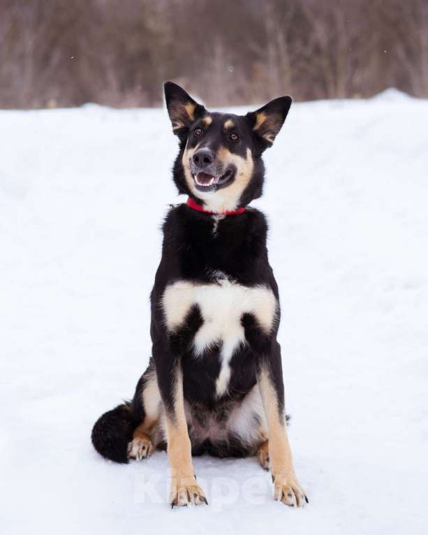 Собаки в Москве: Агата ищет свой дом Девочка, Бесплатно - фото 5
