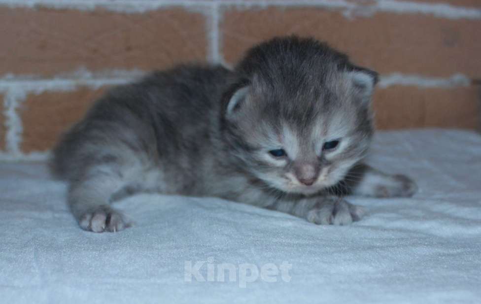 Кошки в Медвежьегорске: Wendy Девочка, 60 000 руб. - фото 1