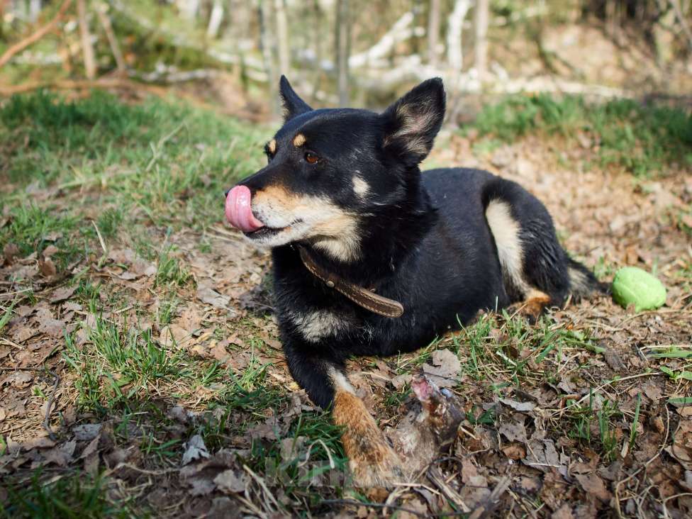 Собаки в Москве: Санта Мальчик, Бесплатно - фото 2