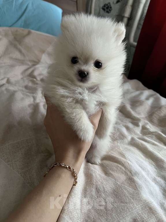 Собаки в Нижнем Новгороде: Крошка шпиц-мальчик Мальчик, 23 000 руб. - фото 5