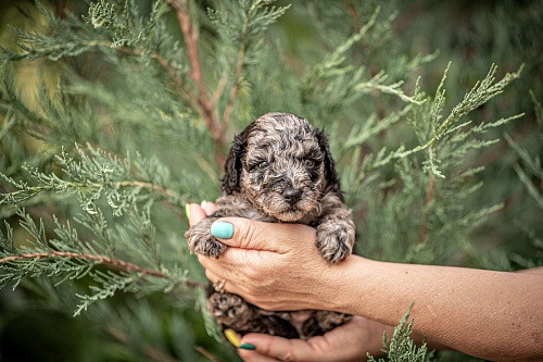 Мраморная девочка