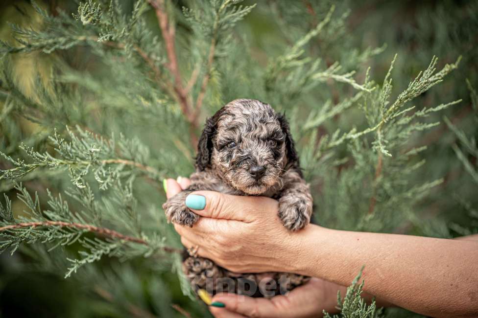 Собаки в Брянске: Мраморная девочка Девочка, 80 000 руб. - фото 1