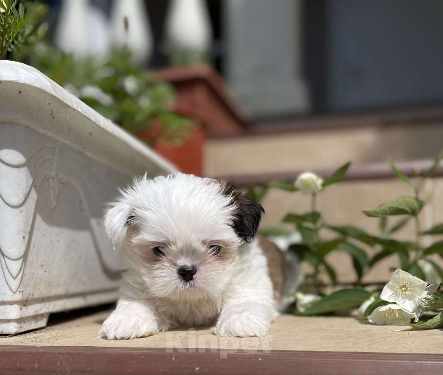 Собаки в Москве: Эксклюзивчик, мини мальчик  Мальчик, 45 000 руб. - фото 3