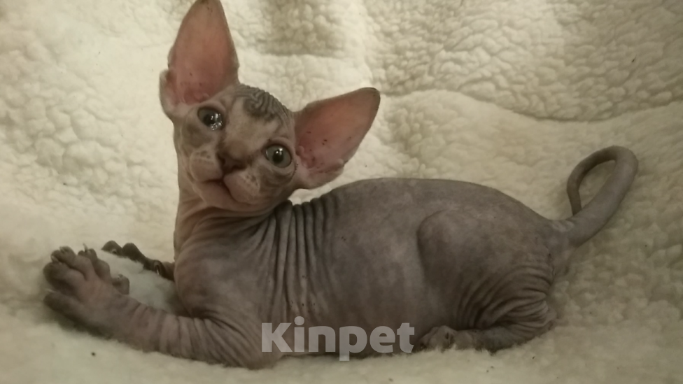 Кошки в Курске: Мальчик донской ДГГ цветной Мальчик, 18 000 руб. - фото 2