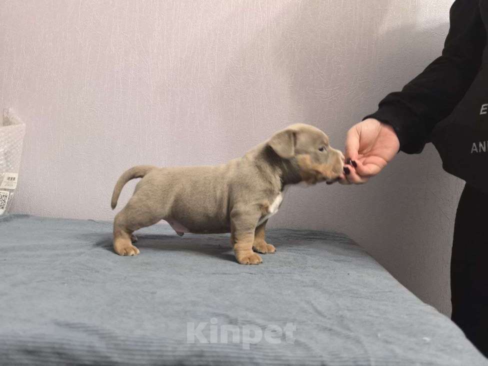 Собаки в Севастополе: Лиловый триколор Мальчик, Бесплатно - фото 1