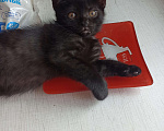 Кошки в Пятигорске: Котята в добрые руки Мальчик, Бесплатно - фото 2