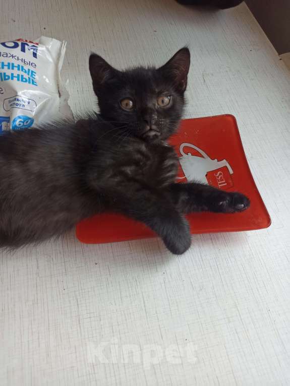 Кошки в Пятигорске: Котята в добрые руки Мальчик, Бесплатно - фото 2