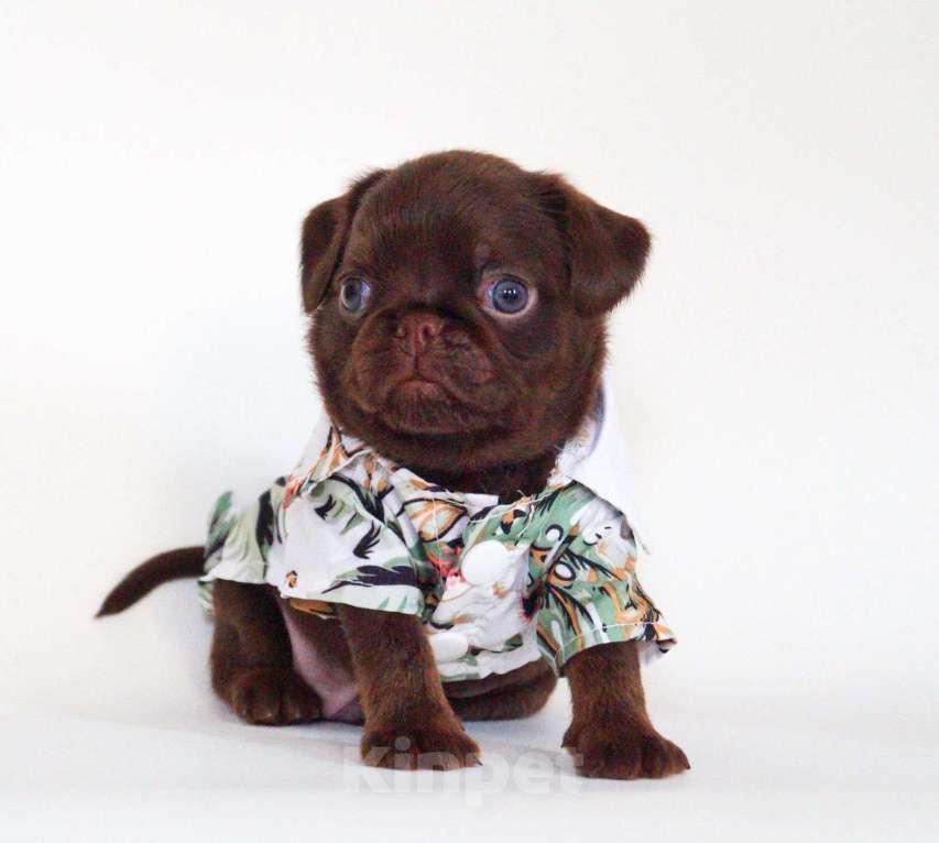 Собаки в Раменском: Пти-брабансон, мальчики Мальчик, 70 000 руб. - фото 1