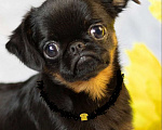 Собаки в Москве: Купить миниатюрного щенка пти брабансона можно у нас Девочка, 80 000 руб. - фото 1