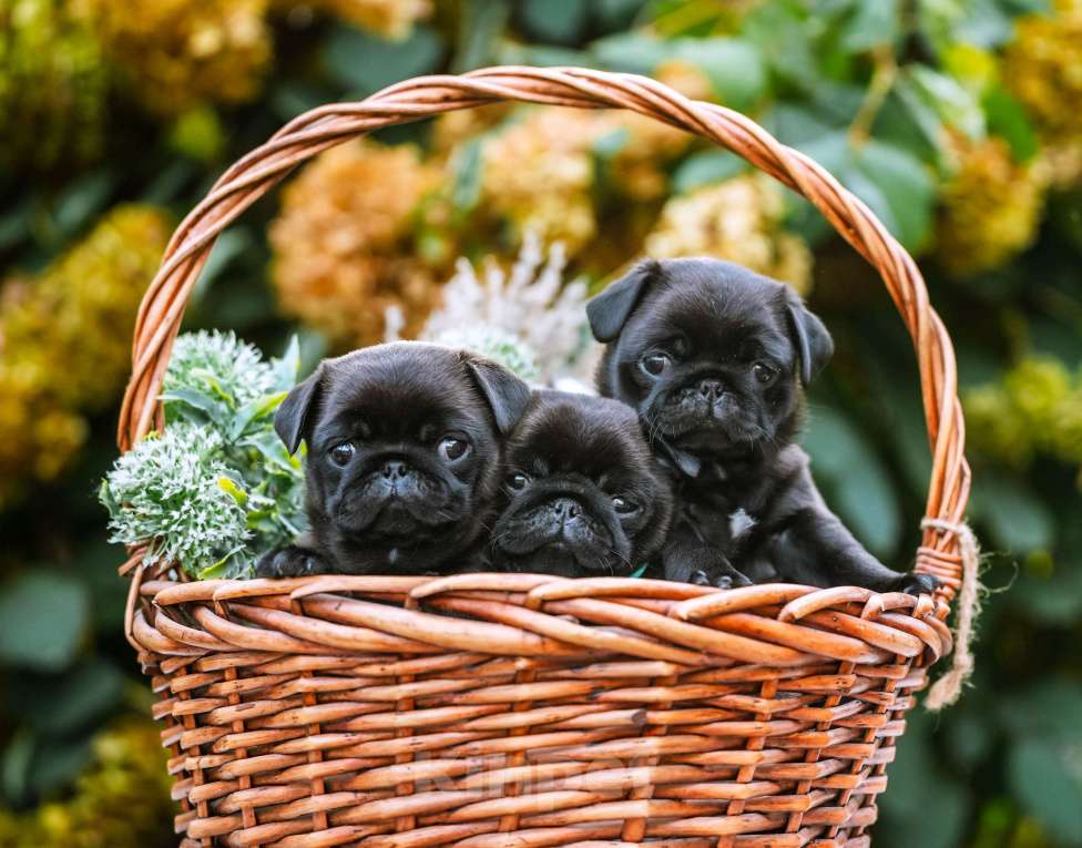 Собаки в Новосибирске: Мопс Скарлетт О'Хара Девочка, 60 000 руб. - фото 9