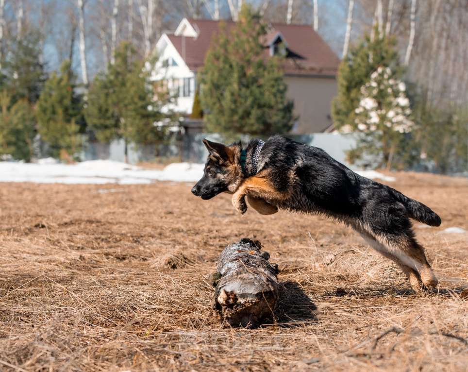 Собаки в других городах Московской области: Собаки щенки немецкой овчарки рабочего разведения Девочка, 80 000 руб. - фото 7