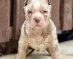 Собаки в других городах Московской области: Американский Булли щенок  Мальчик, 150 000 руб. - фото 1