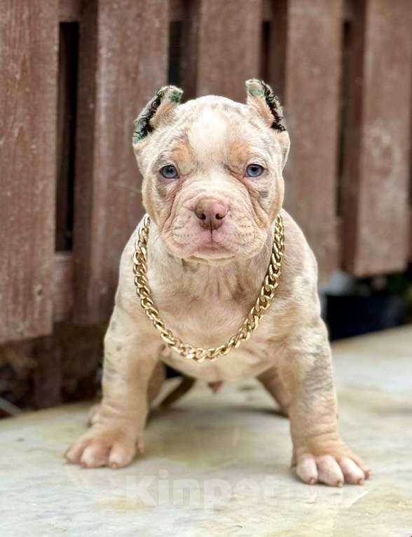 Собаки в других городах Московской области: Американский Булли щенок  Мальчик, 150 000 руб. - фото 1