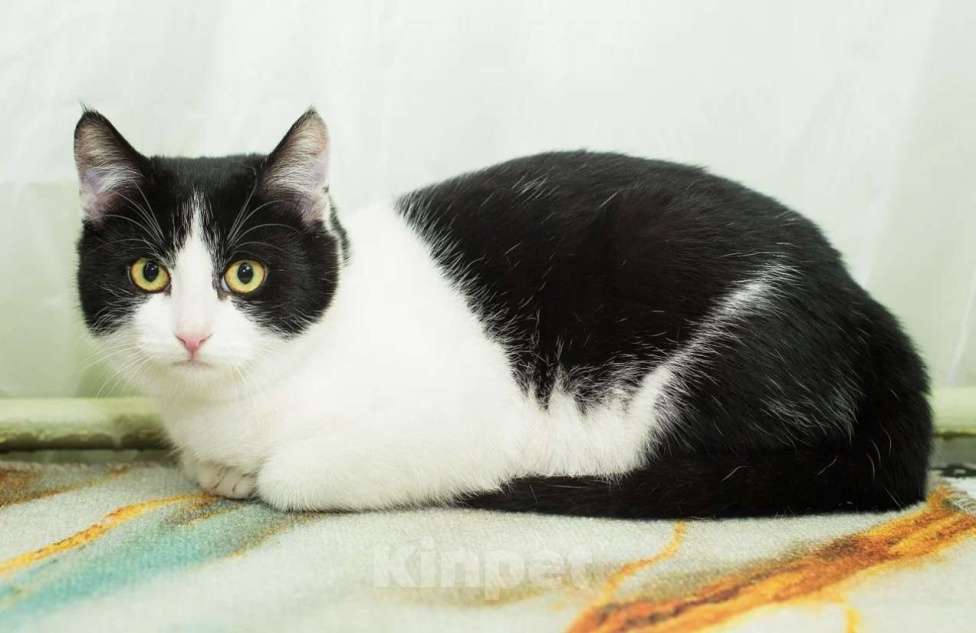 Кошки в Москве: Кнопа Девочка, Бесплатно - фото 2