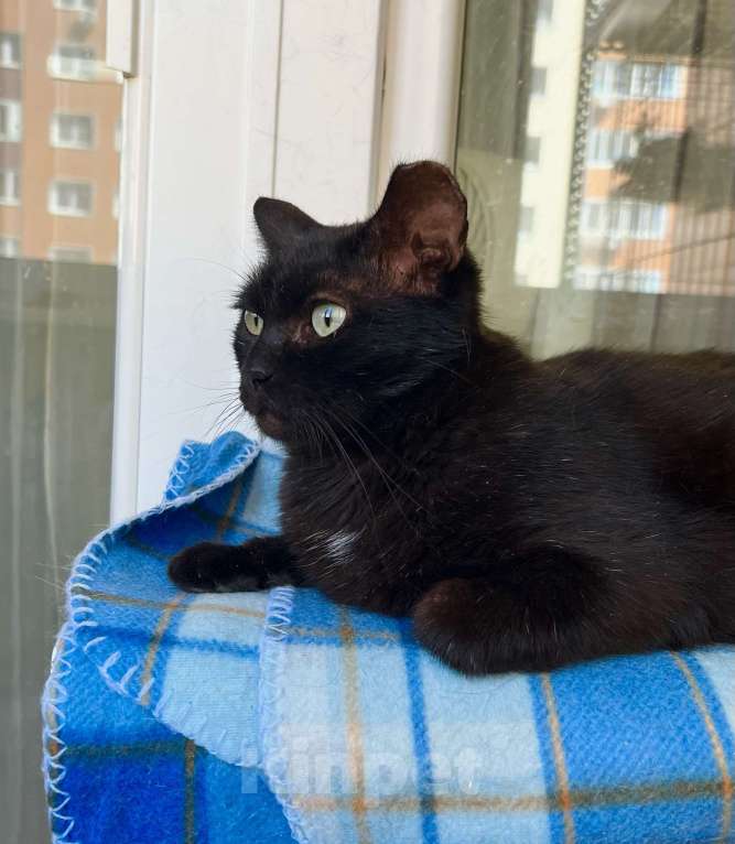 Кошки в Москве: Яркая личность кошечка Бавария в добрые руки Девочка, Бесплатно - фото 3