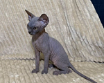 Кошки в других городах Московской области: Продам сфинкса с родословной Мальчик, 60 000 руб. - фото 5