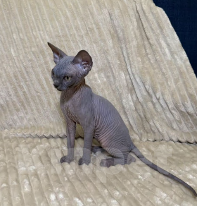 Кошки в других городах Московской области: Продам сфинкса с родословной Мальчик, 60 000 руб. - фото 5