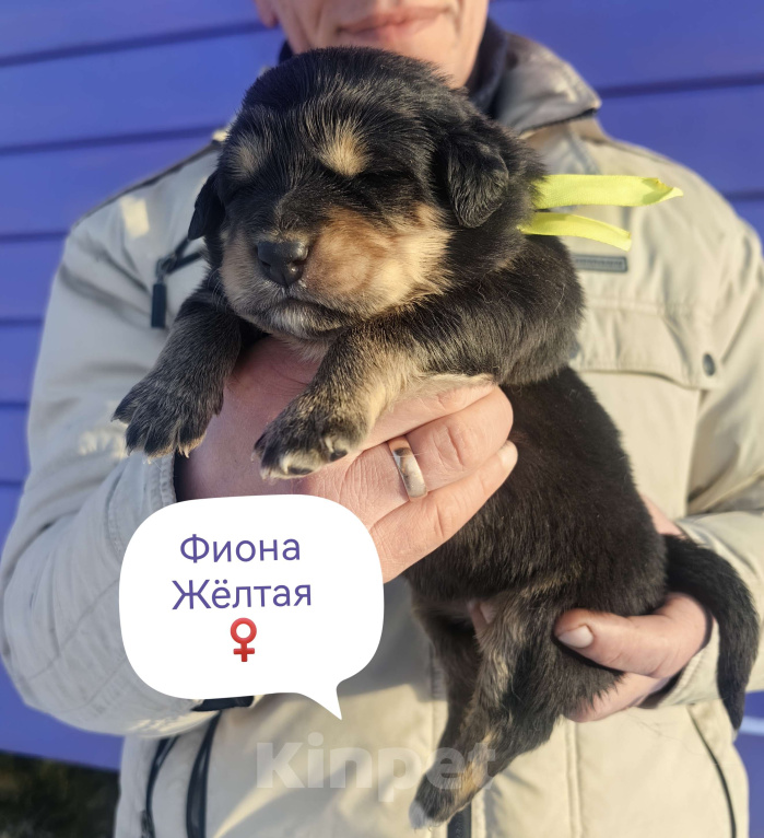 Собаки в Санкт-Петербурге: Щенки Банхара  Девочка, 95 000 руб. - фото 1