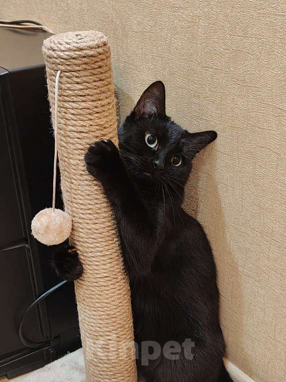 Кошки в Москве: Багира - спокойная молодая кошка Девочка, Бесплатно - фото 3