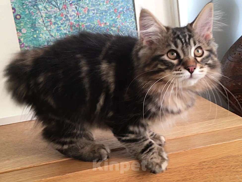 Кошки в Москве: Hunter SPAWN POINT Мальчик, 60 000 руб. - фото 5