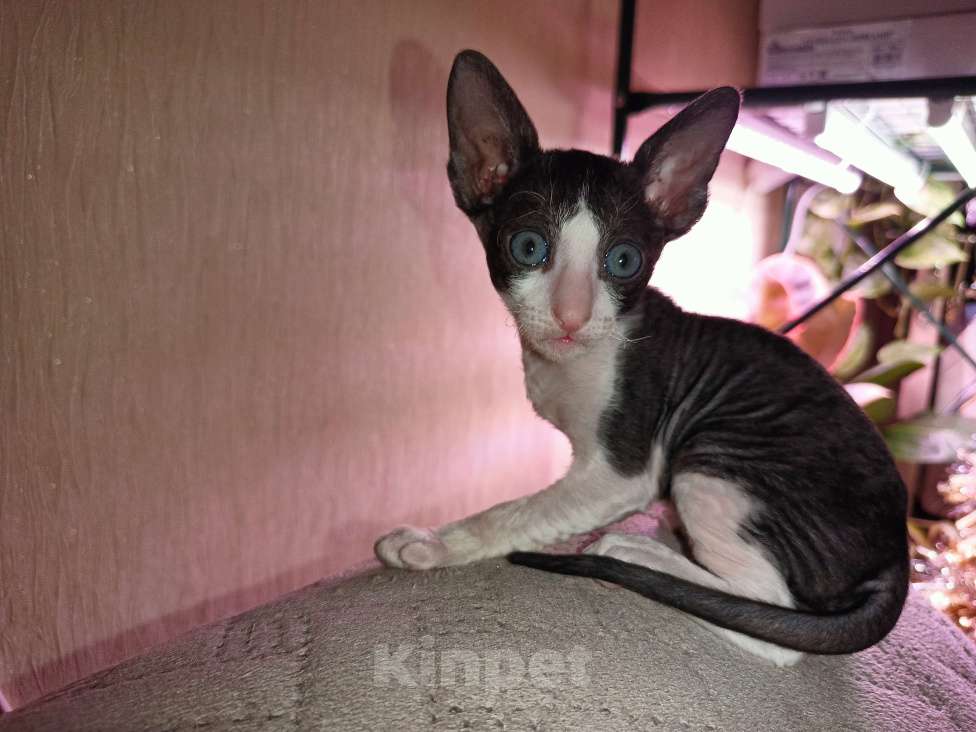 Кошки в Балашихе: Ребёнок корниш-рекс Мальчик, 20 000 руб. - фото 3