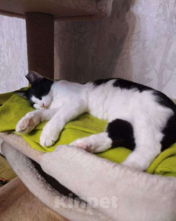 Кошки в Москве: Котик без ушка Мальчик, Бесплатно - фото 2