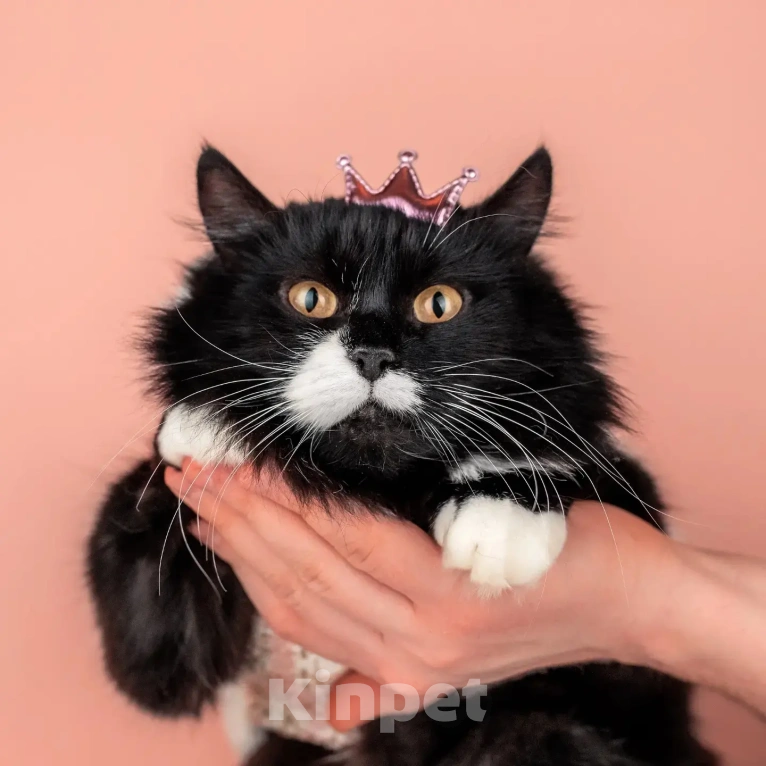 Кошки в Москве: Сногсшибательная красавица Матильда в дар Девочка, Бесплатно - фото 2