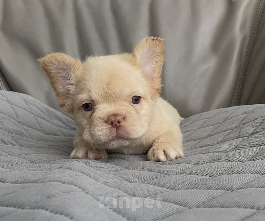 Собаки в Санкт-Петербурге: Мальчик фр. Бульдог флаффи Мальчик, 50 000 руб. - фото 1