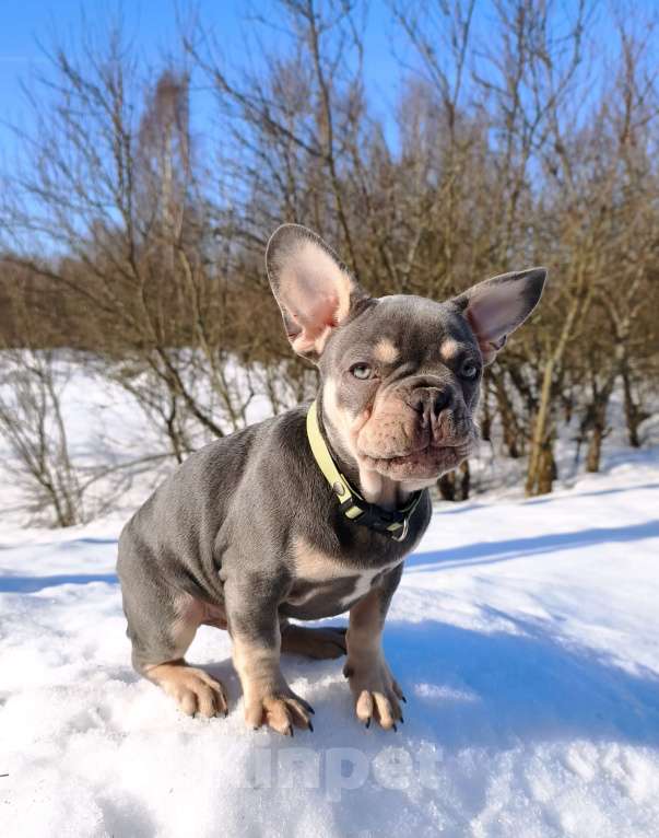 Собаки в других городах Московской области: Лиловый щенок Мальчик, 95 000 руб. - фото 3