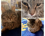 Кошки в Саратове: Срочно! Подкидыши.  Девочка, Бесплатно - фото 4