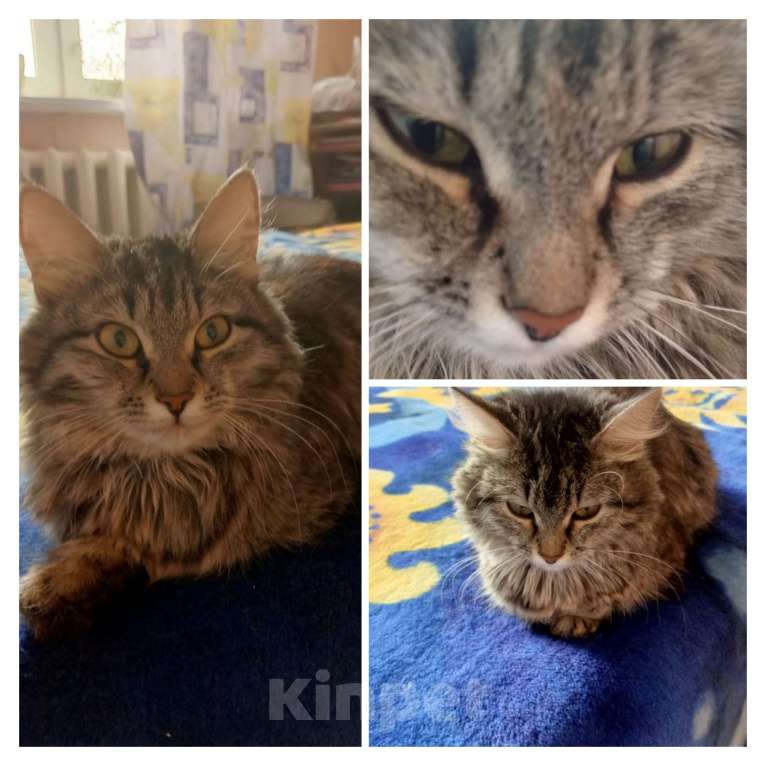 Кошки в Саратове: Срочно! Подкидыши.  Девочка, Бесплатно - фото 4