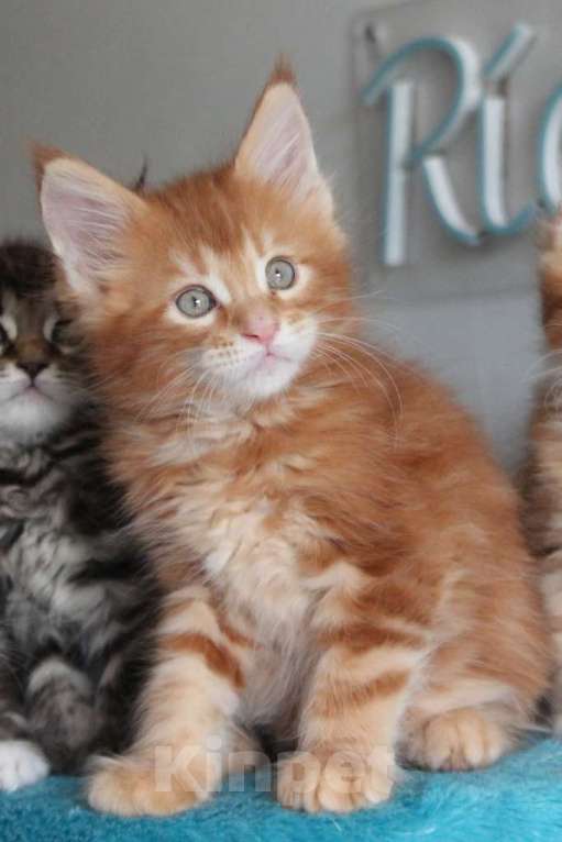 Кошки в Екатеринбурге: Котята мейнкун из питомника Ричкун- Екатеринбург Мальчик, 60 000 руб. - фото 2